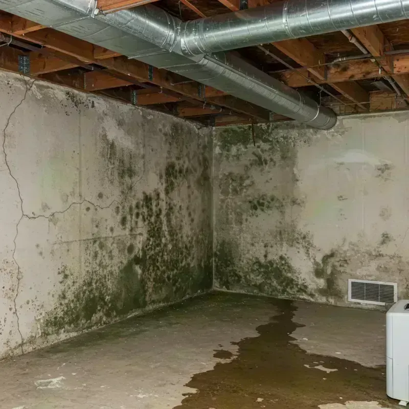 Professional Mold Removal in Kingston, IL